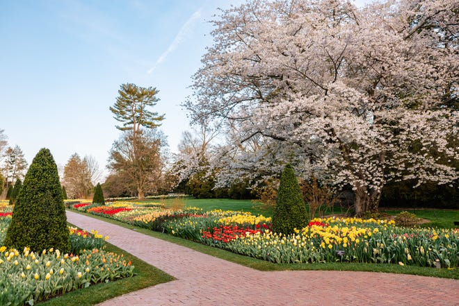 Tulips will be in peak bloom in the coming weeks at Longwood Gardens.