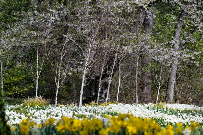 Tulips will be in peak bloom in the coming weeks at Longwood Gardens.