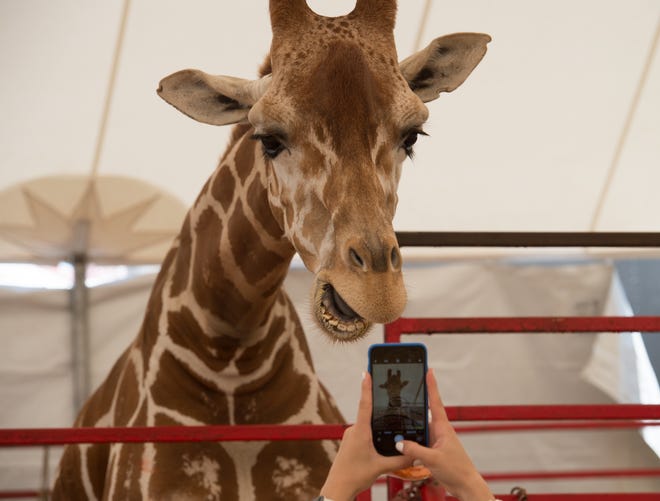 A women takes a photo of a giraffe in the Giraffic Menagerie Petting Zoo at the 99th annual Delaware State Fair in Harrington.