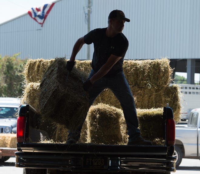 John Taylor of Federalsburg, Md., with G&S Dairy removes hay bales for their cows at the 99th annual Delaware State Fair in Harrington.