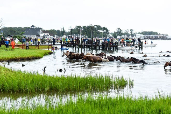Ponies reach the shore of the Assateague Channel at the 93rd pony swim in Chincoteague Island, Virginia on July 25.