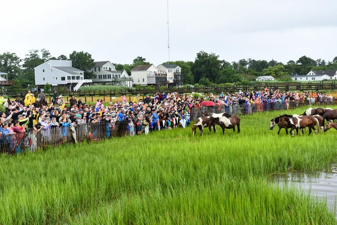 The first ponies reach the crowd at the 93rd annual pony swim in Chincoteague on July 25.
