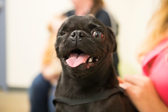 Rosie, a Pug mix is one of the many dogs surrendered by a Georgetown breeder that will be up for adoption at the Georgetown campus for the Brandywine Valley SPCA this week.
