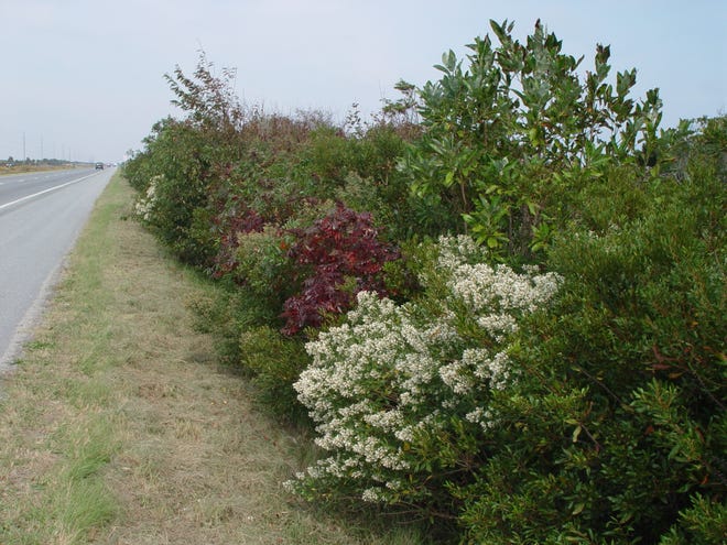 Groundsel bush (Baccharis halmifolia) with the white fleecy flowers is a highly salt tolerant shrub that grows along the Delaware coast and sequesters salt in large vacuoles within the leaves to prevent injury.
