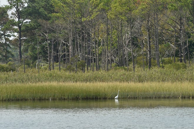 Wildlife along the shoreline in the Indian River Bay.