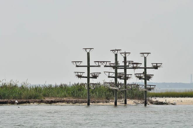 The Delaware Center for the Inland Baysâ€™ staff developed a unique artificial nesting structure for Great Blue Heron and Egret.