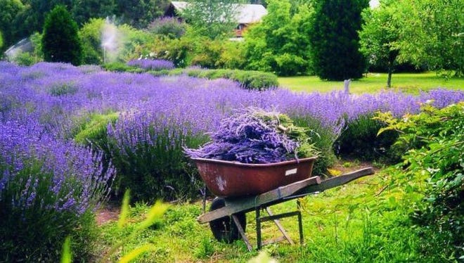 Go see the flowers blooming at Lavender Fields in Milton, the state ' s only lavender farm.