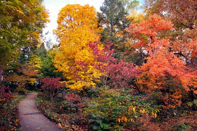 Pierce Woods at Longwood shows off peak autumn colors; they are expected to return the third week of October 2018.