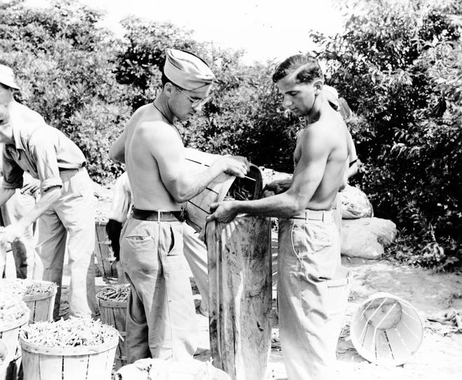 Soldiers from Fort Miles harvest beans in Sussex County during World War II.