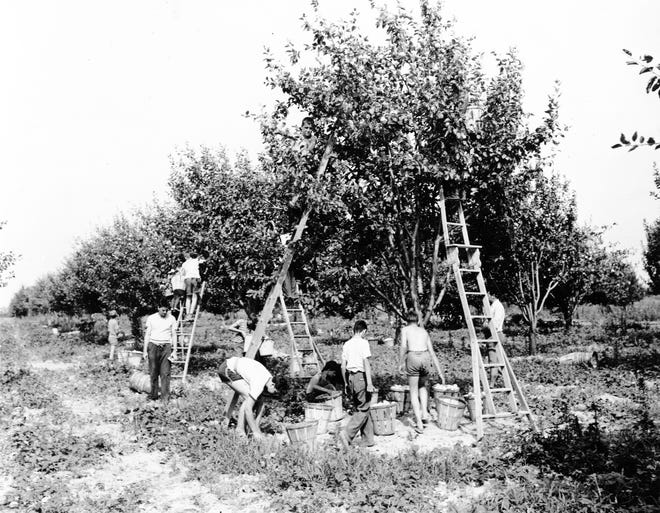 Students helped in Delaware orchards during World War II.