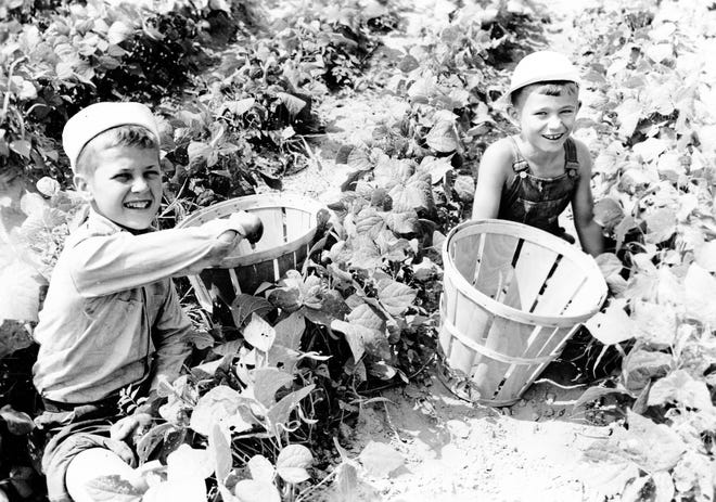 Two junior farmers picking beans in Delaware during World War II.