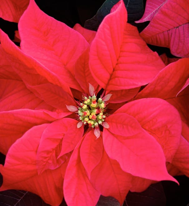 Throughout the display, you’ll see over 15,000 potted holiday plants, including more than 900 poinsettias.