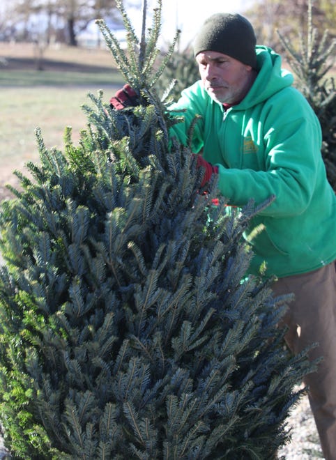 Richard Seewald Sr. loosens up a tree Friday morning at Willey Farms near Townsend.
