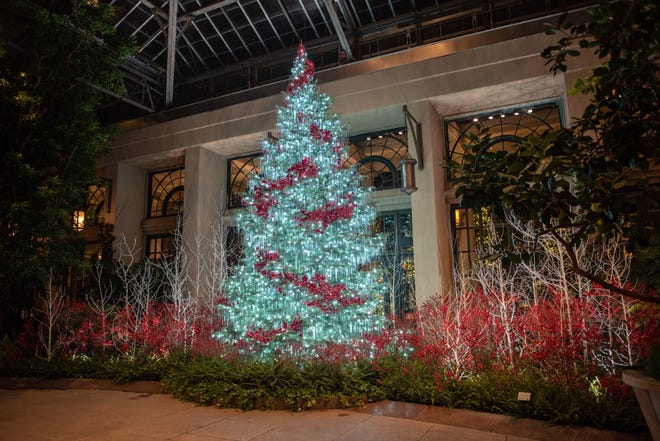 This 24-foot tall white fir in the Longwood Gardens conservatory is garnished with red ornament swaths and sits amid a woodland of white frosted trees and winterberry holly.