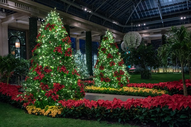 Trees studded with poinsettias welcome guests to the conservatory during A Longwood Christmas.