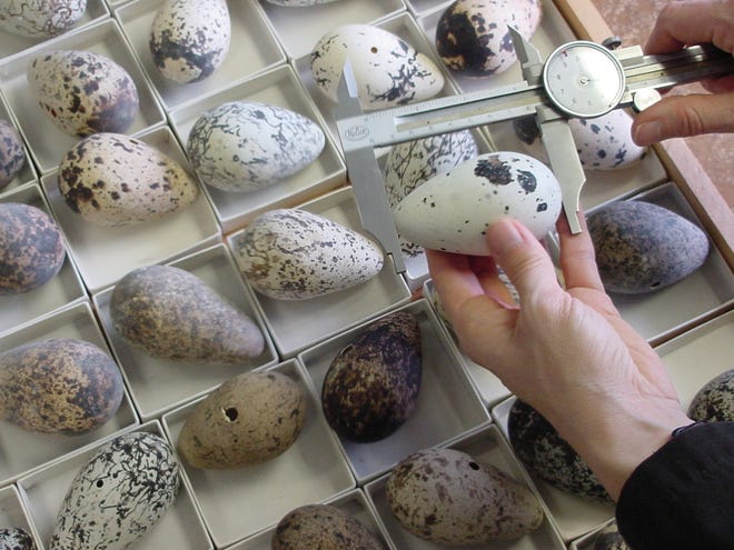 Delaware alphabet: E is for the egg collection at the Delaware Museum of Natural History. It has 36,000 clutches, making it North America’s second-largest egg collection.
