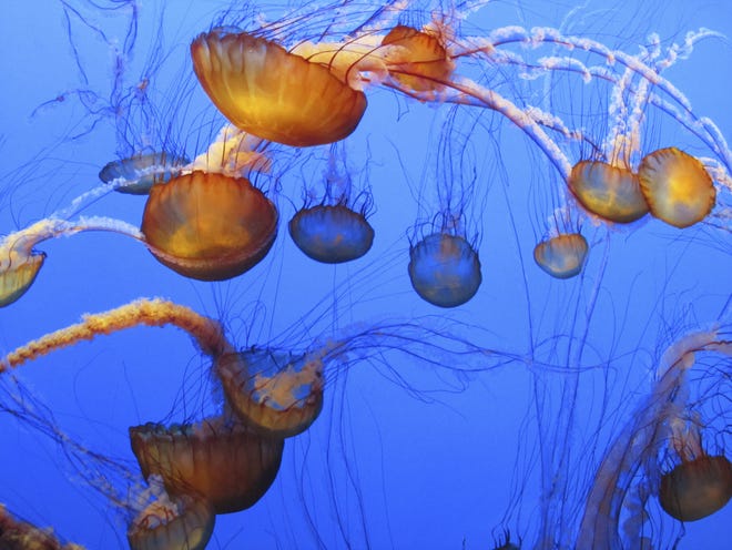 Delaware alphabet: J is for jellfish. The sea nettle variety of jellyfish causes swimmers angst during Delaware's hottest summer months.