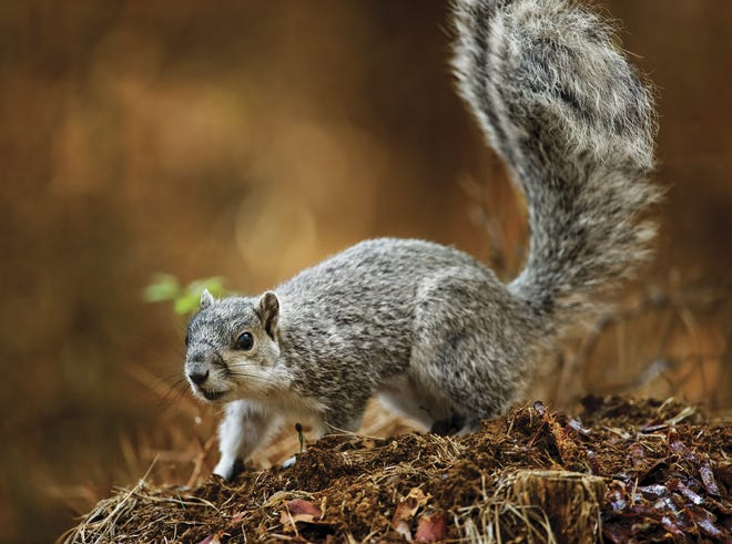 Delaware alphabet: D is for the Delmarva fox squirrel. It disappeared from Delaware and had to be reintroduced 16 times from Maryland before the population grew again.