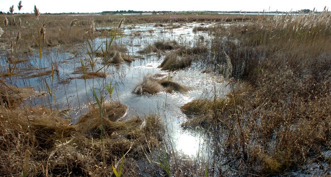 Delaware alphabet: C is for the Coastal Zone Act. It was meant to protect Delaware's natural treasures such as these wetlands at Prime Hook National Wildlife Refuge along Rt. 16.