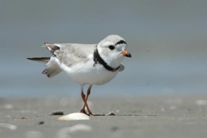 Delaware alphabet: P is for piping plovers. The population of the tiny birds seems to be rebounding in Delaware.