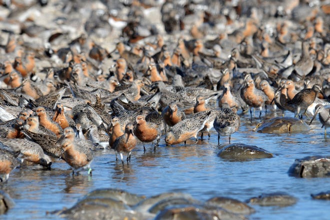 Delaware alphabet: R is for Red knots. These birds are drawn to Delaware by the abundance of protein-rich horseshoe crab eggs.