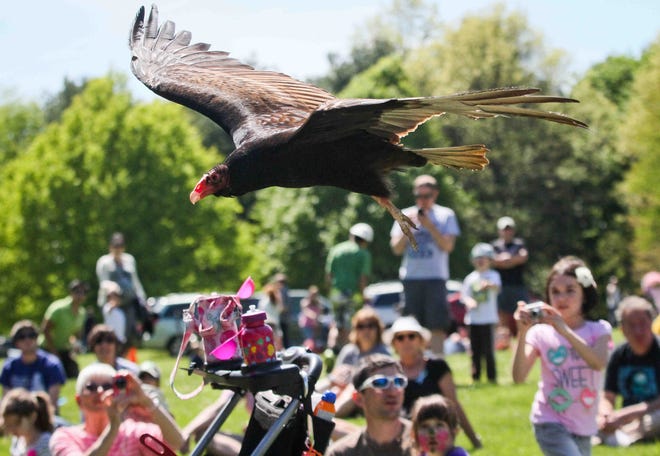 Delaware alphabet: V is for vultures. Here, a turkey vulture flies low over a crowd at a White Clay Creek Fest.