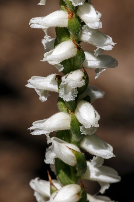 Delaware alphabet: O is for orchids, especially Ladies’ tresses (Spiranthes cernua odorata), first found by Bear resident Dick Ryan in the 1960s.