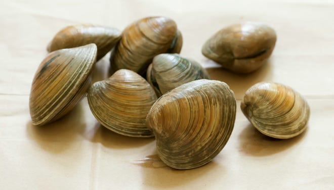 Delaware alphabet: Q is for Quahogs. Also called hard clams, theysupport commercial and recreational clammers in in the Rehoboth and Indian River bays.
