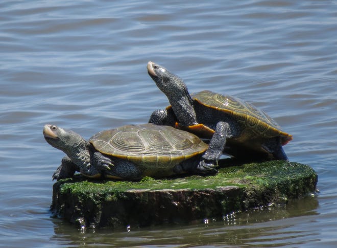 Delaware alphabet: T is for terrapin. The diamond-backed terrapin is common in Delaware waters.
