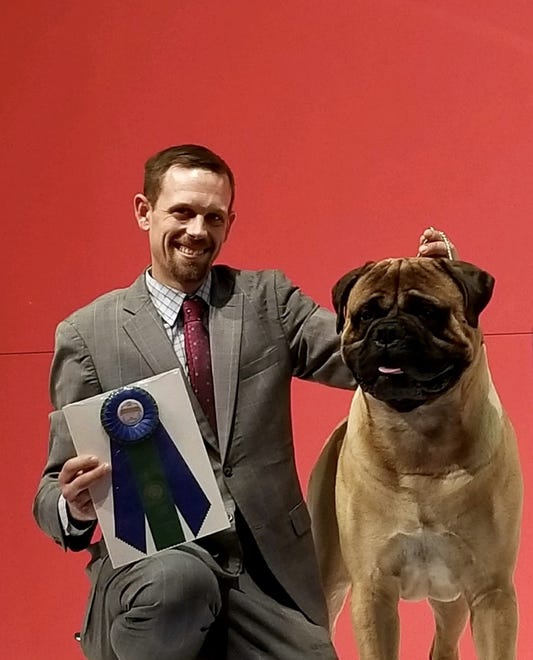 Gus, a bullmastiff owned by Lisa and JP McCormick of Frankford, will compete in the Westminster Kennel Club Dog Show in New York for the fourth time in 2020. Gus was a Best in Specialty Show winner at the AKC National Championship in Orlando, Fla., in December 2018.