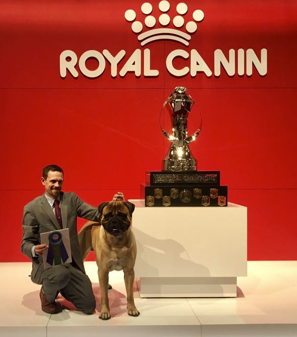 Gus, a bullmastiff owned by Lisa and JP McCormick of Frankford, will compete in the Westminster Kennel Club Dog Show in New York for the third time. Gus was a Best in Specialty Show winner at the AKC National Championship in Orlando, Fla., in December 2018.