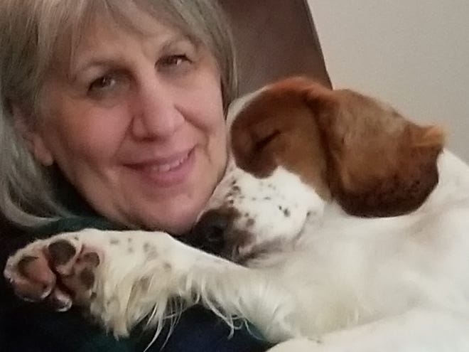 Myfanwy, a Welsh springer spaniel, cuddles with owner Roxanne Satterfield of Middletown. Myfanwy will compete in the Westminster Kennel Club Dog Show for the first time on Tuesday, Feb. 12, 2019.
