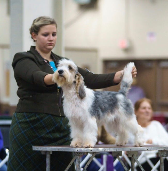 Brook, a petit basset griffon Vendeen owned by Betty Barth of New Castle County, will compete in the 2019 Westminster Kennel Club Dog Show in New York. Handler Jessica Rotondo shows Brook.