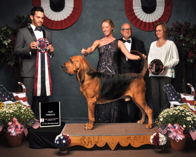 Owen, a bloodhound owned by Rick and Stacie Shriver of Bear, strikes a pose with his professional handler, Morgan Mattioli, at the Bloodhound National Top Twenty event in Frederick, Maryland, in September 2018.
