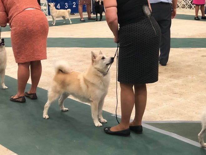 Ghost, a Norwegian buhund owned by Faye Adcox of Wyoming, Del., will compete at the 2019 Westminster Kennel Club Dog Show in New York. Ghost is the No. 6 buhund in the United States for 2018 and has been the No. 1 owner-handled buhund two years in a row.