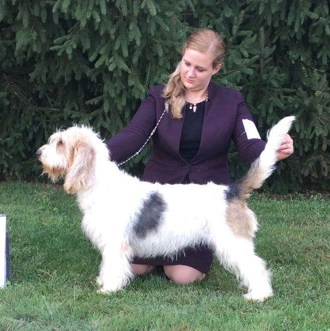 Myrty,  a grand basset griffon Vendeen owned by Betty Barth of New Castle County, will compete in the 2019 Westminster Kennel Club Dog Show. Here, he is shown by handler Jessica Rotondo.