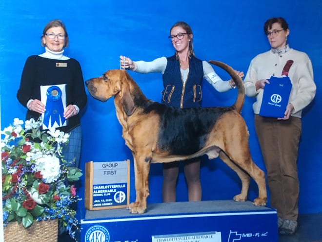 Owen, a bloodhound owned by Rick and Stacie Shriver of Bear, won the Hound Group competition and competed in the Best in Show category in Fredericksburg, Va., in January 2019.