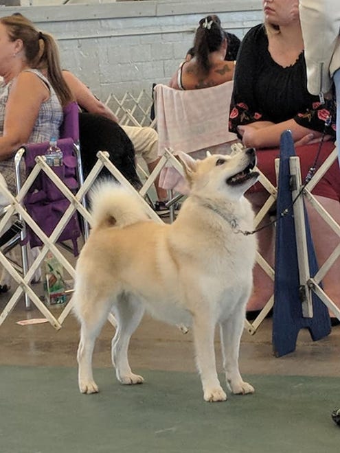 Ghost, a 5-year-old Norwegian buhund owned by Faye Adcox of Wyoming, Del., will compete at the 2020 Westminster Kennel Club Dog Show in New York. Ghost was the No. 6 buhund in the United States for 2018 and was the No. 1 owner-handled buhund two years in a row. He did not place when he competed in 2019.