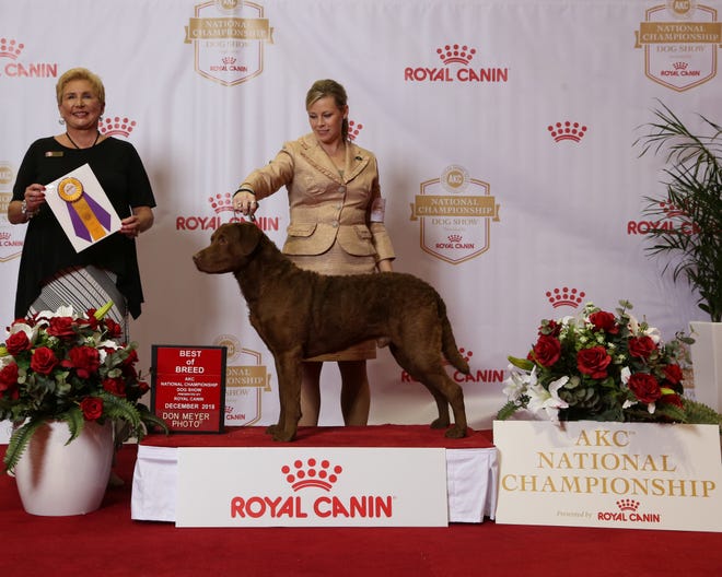 Trio, a Chesapeake Bay retriever owned by Chris and Karen Beste of Wilmington, wins Best of Breed at the AKC National Championship in Orlando, Fla., in December 2018. He is shown by handler Angela Lloyd. Trio will compete in the 2019 Westminster Kennel Club Dog Show in New York. He was the No. 1 male Chesapeake Bay retriever in breed in the country for the 2018 season.
