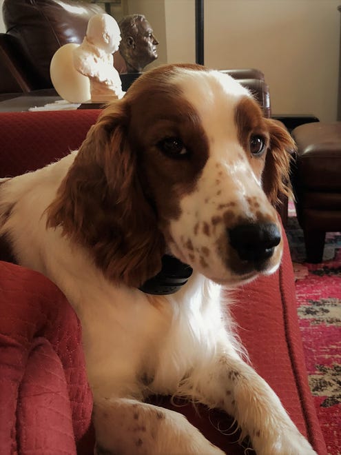 Myfanwy, a Welsh springer spaniel owned by Jack and Roxanne Satterfield of Middletown, will compete in the Westminster Kennel Club Dog Show for the first time on Tuesday, Feb. 12, 2019.