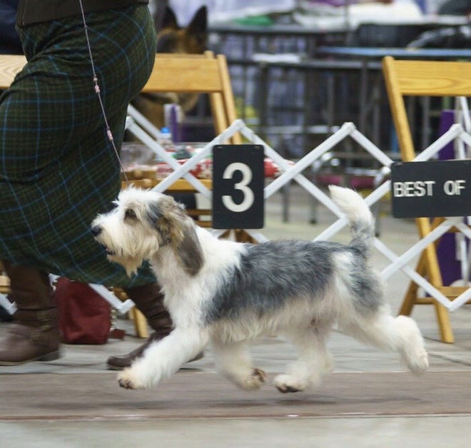 Brook, a petit basset griffon Vendeen owned by Betty Barth of New Castle County, will compete in the 2019 Westminster Kennel Club Dog Show in New York.