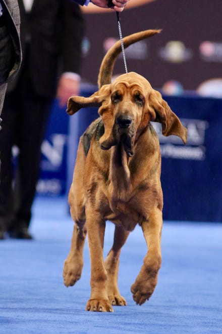 Owen, a bloodhound owned by Rick and Stacie Shriver of Bear, will be competing in the 2019 Westminster Kennel Club Dog Show in New York.