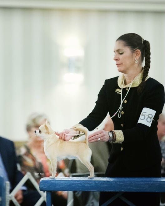 Owner-handler Cecilia Bozzo of Wilmington with her smooth-coat Chihuahua named Tiffany.