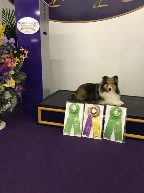 Pippa, a Shetland sheepdog owned by Kate Felton of Wilmington, shows off her ribbons won for the two classes and a double Q at the 2019 Westminster Masters Agility Championship on Saturday, Feb. 9, 2019. Pippa will be competing again at the 2020 show.