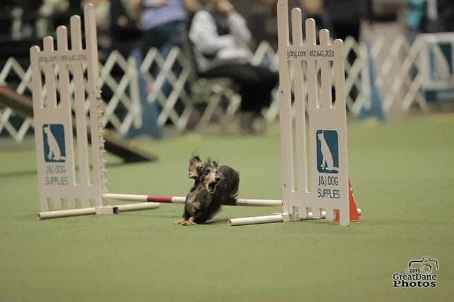 Mo, a long-haired miniature dachshund owned by Carole Krivanich and Sally Waldie of Milton, competes in agility.
