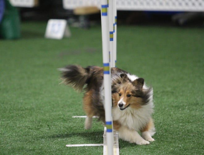 Pippa, a Shetland sheepdog owned by Kate Felton of Bellefonte, competes at the 2019 Westminster Masters Agility Championship on Saturday, Feb. 9, 2019.