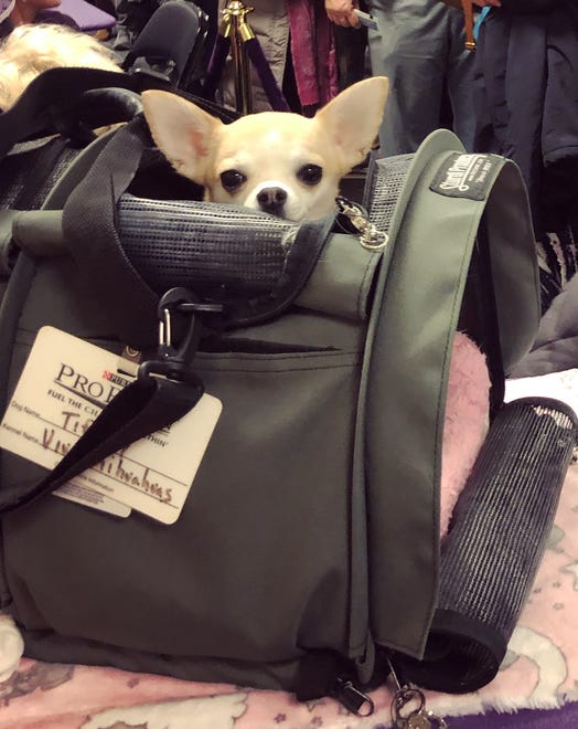 Tiffany, a smooth-coat Chihuahua from Delaware, peeks out of her carrier at the 143rd annual Westminster Kennel Club Dog Show in New York on Monday, Feb. 11, 2019.
