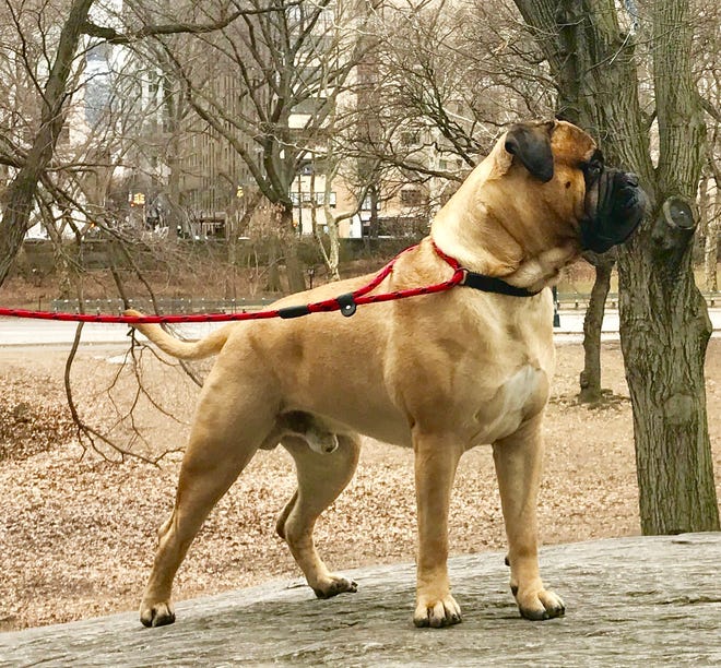 Gus, a bullmastiff owned by Lisa and JP McCormick of Frankford, visits Central Park in New York on Monday, Feb. 11, 2019. He will be competing in the Westminster Kennel Club Dog Show in the city.