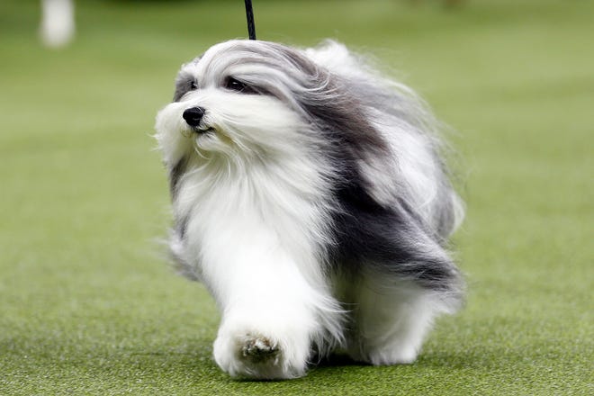 New York, NY, USA; A Havanese is seen during breed judging at the 143rd Annual Westminster Kennel Club All Breed Dog Show at Madison Square Garden.