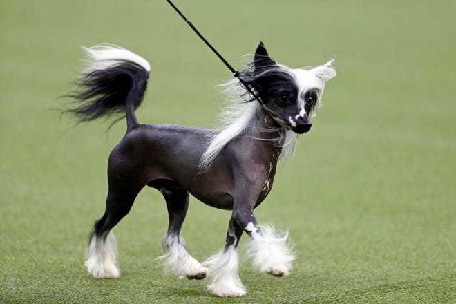 Feb 11, 2019; New York, NY, USA; A Chinese Crested dog is seen during breed judging at the 143rd Annual Westminster Kennel Club All Breed Dog Show at Madison Square Garden.
